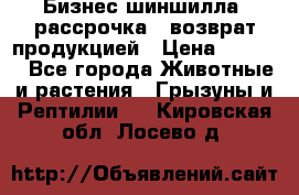 Бизнес шиншилла, рассрочка - возврат продукцией › Цена ­ 4 500 - Все города Животные и растения » Грызуны и Рептилии   . Кировская обл.,Лосево д.